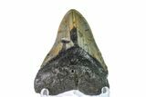 Bargain, Fossil Megalodon Tooth - North Carolina #153120-2